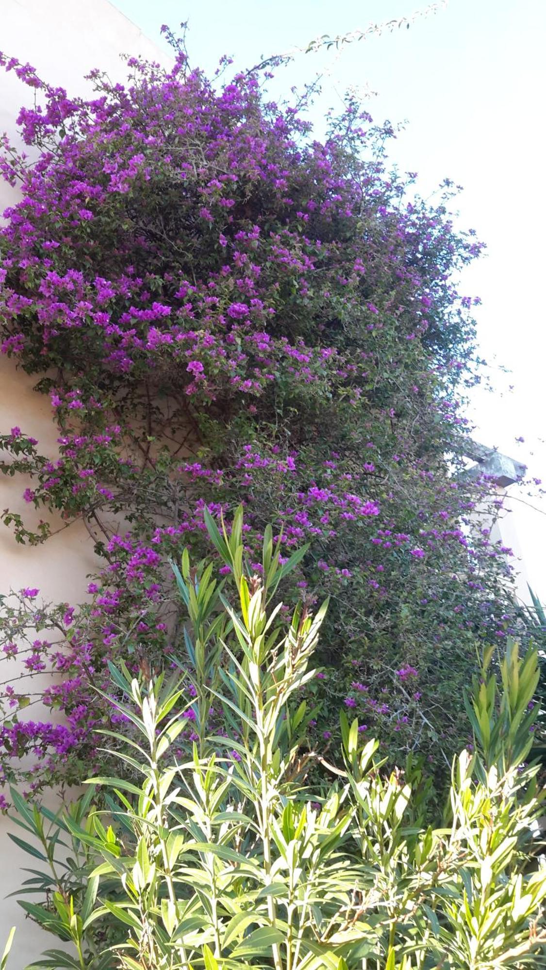 Finca Alqueria Fosca Campos  Esterno foto